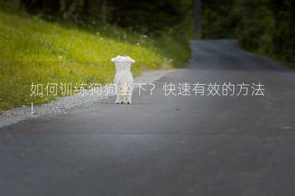 如何训练狗狗坐下?快速有效的方法! 如何训练狗狗坐下?快速有效的方法!