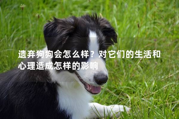 遗弃狗狗会怎么样？对它们的生活和心理造成怎样的影响