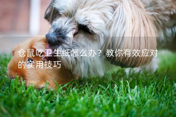 仓鼠吃卫生纸怎么办？教你有效应对的实用技巧