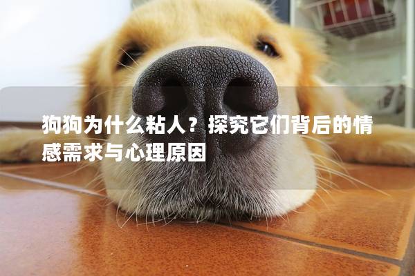 狗狗为什么粘人?探究它们背后的情感需求与心理原因 狗狗为什么粘人?探究它们背后的情感需求与心理原因