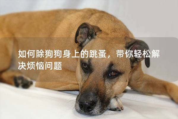 如何除狗狗身上的跳蚤，带你轻松解决烦恼问题