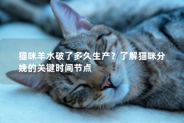 猫咪羊水破了多久生产？了解猫咪分娩的关键时间节点