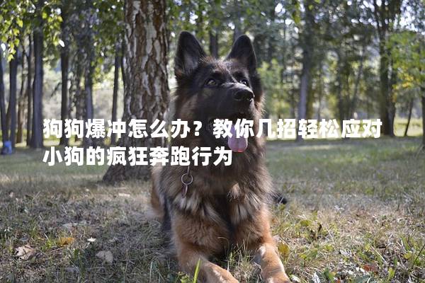 狗狗爆冲怎么办？教你几招轻松应对小狗的疯狂奔跑行为