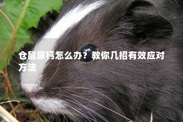 仓鼠尿钙怎么办？教你几招有效应对方法