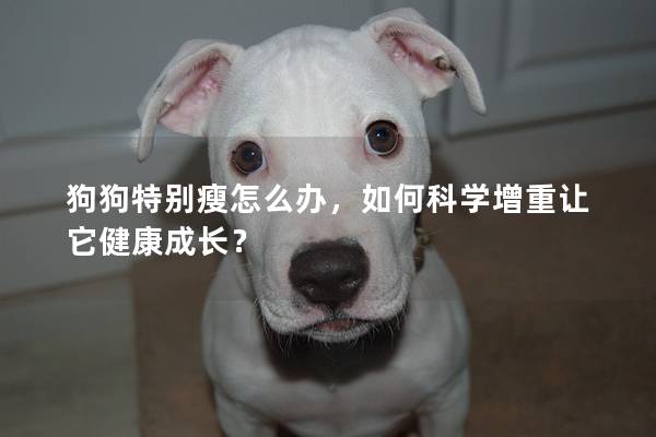 狗狗特别瘦怎么办，如何科学增重让它健康成长？