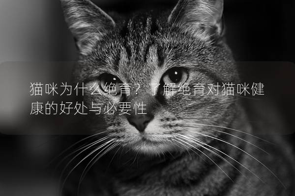 猫咪为什么绝育？了解绝育对猫咪健康的好处与必要性