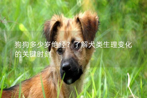 狗狗多少岁绝经？了解犬类生理变化的关键时刻