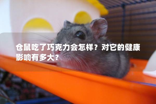 仓鼠吃了巧克力会怎样？对它的健康影响有多大？