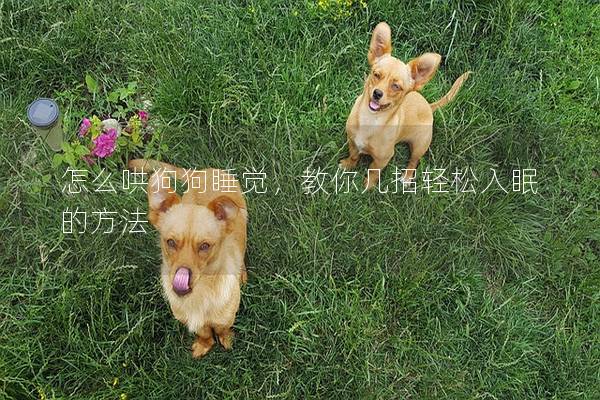 怎么哄狗狗睡觉，教你几招轻松入眠的方法