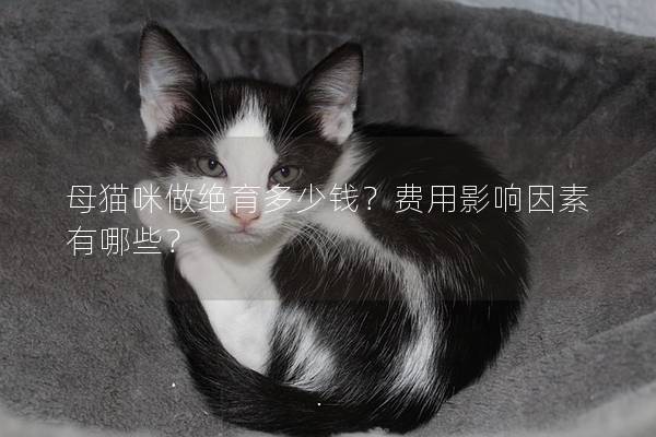 母猫咪做绝育多少钱？费用影响因素有哪些？