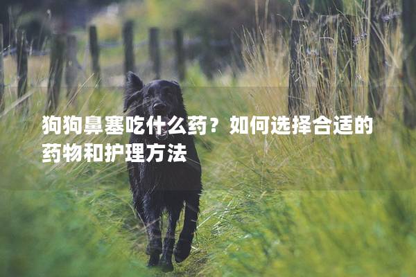 狗狗鼻塞吃什么药？如何选择合适的药物和护理方法