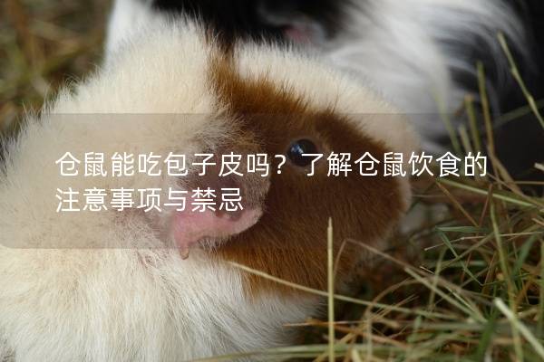 仓鼠能吃包子皮吗？了解仓鼠饮食的注意事项与禁忌