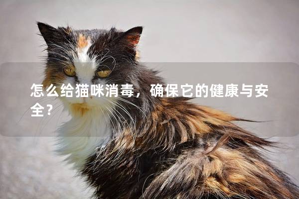 怎么给猫咪消毒，确保它的健康与安全？