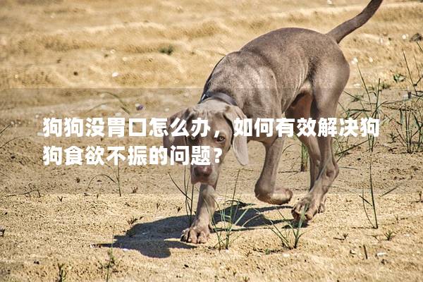 狗狗没胃口怎么办，如何有效解决狗狗食欲不振的问题？