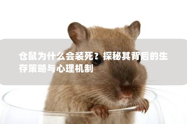 仓鼠为什么会装死?探秘其背后的生存策略与心理机制 仓鼠为什么会装死?探秘其背后的生存策略与心理机制
