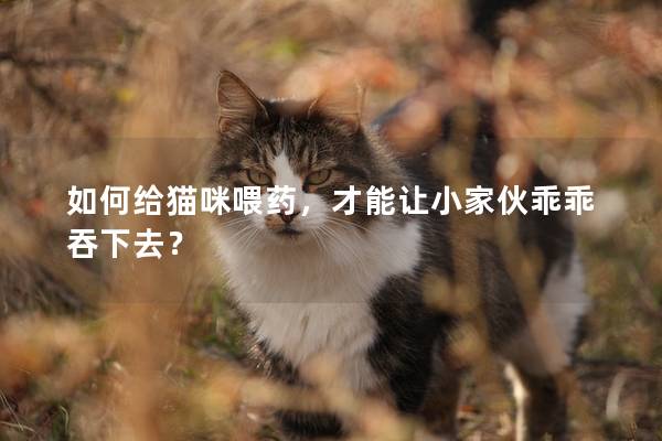如何给猫咪喂药，才能让小家伙乖乖吞下去？
