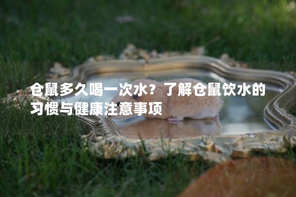 仓鼠多久喝一次水？了解仓鼠饮水的习惯与健康注意事项