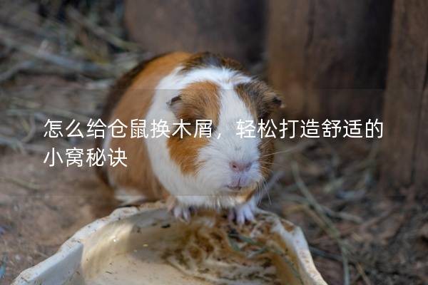 怎么给仓鼠换木屑，轻松打造舒适的小窝秘诀