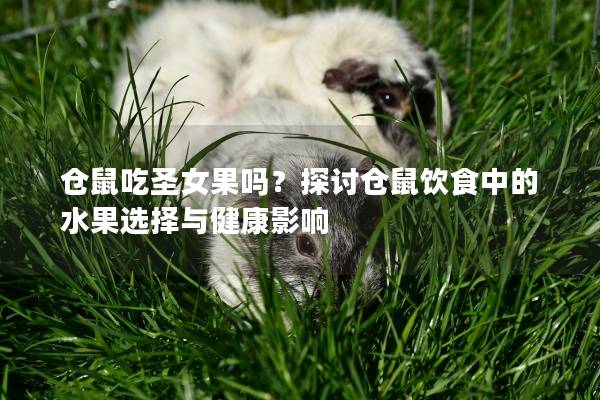 仓鼠吃圣女果吗？探讨仓鼠饮食中的水果选择与健康影响