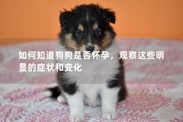 如何知道狗狗是否怀孕，观察这些明显的症状和变化