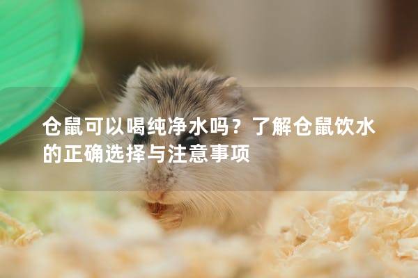 仓鼠可以喝纯净水吗？了解仓鼠饮水的正确选择与注意事项