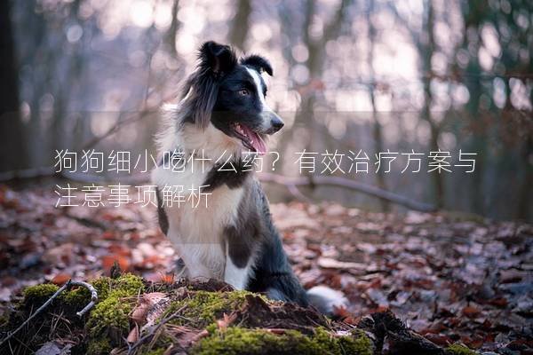 狗狗细小吃什么药？有效治疗方案与注意事项解析