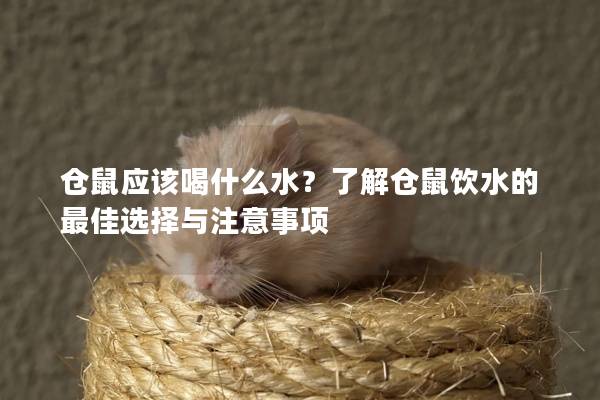 仓鼠应该喝什么水？了解仓鼠饮水的最佳选择与注意事项