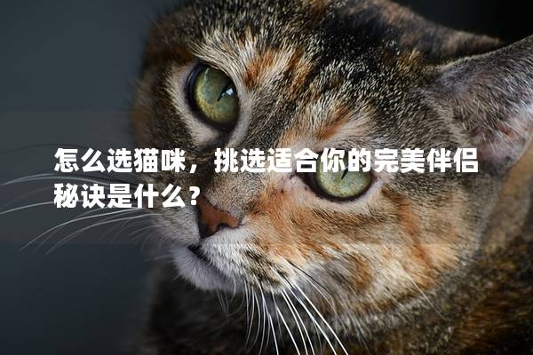 怎么选猫咪,挑选适合你的完美伴侣秘诀是什么? 怎么选猫咪,挑选适合你的完美伴侣秘诀是什么?