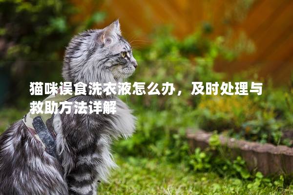 猫咪误食洗衣液怎么办，及时处理与救助方法详解