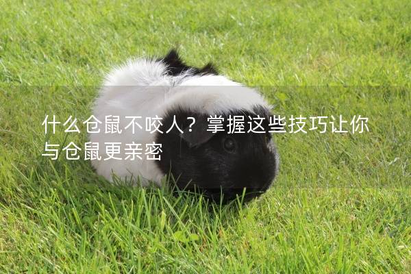 什么仓鼠不咬人?掌握这些技巧让你与仓鼠更亲密 什么仓鼠不咬人?掌握这些技巧让你与仓鼠更亲密