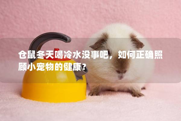 仓鼠冬天喝冷水没事吧，如何正确照顾小宠物的健康？