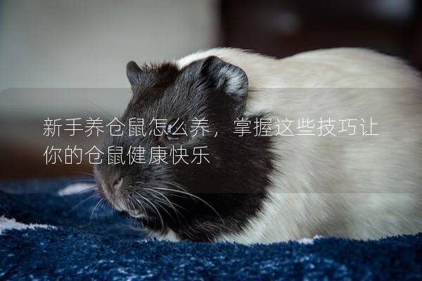 新手养仓鼠怎么养，掌握这些技巧让你的仓鼠健康快乐