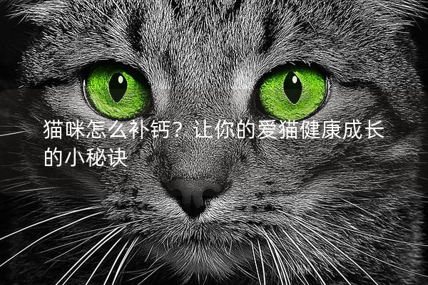 猫咪怎么补钙？让你的爱猫健康成长的小秘诀