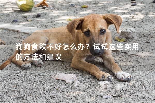 狗狗食欲不好怎么办？试试这些实用的方法和建议