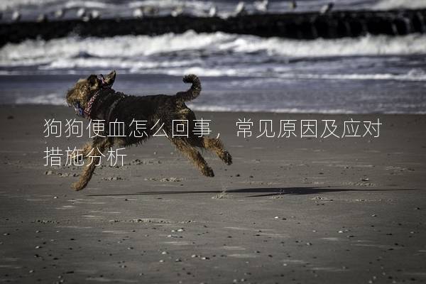 狗狗便血怎么回事，常见原因及应对措施分析