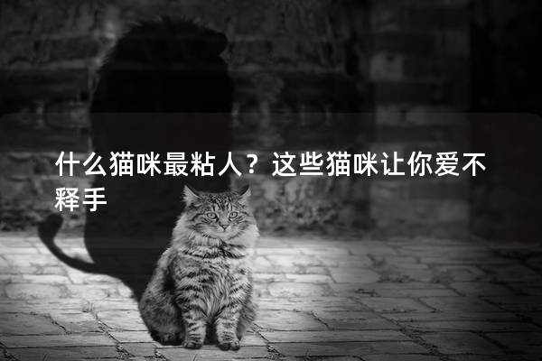 什么猫咪最粘人？这些猫咪让你爱不释手