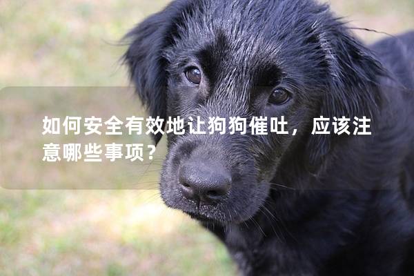 如何安全有效地让狗狗催吐，应该注意哪些事项？