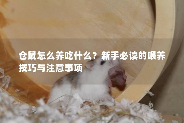 仓鼠怎么养吃什么？新手必读的喂养技巧与注意事项
