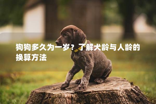 狗狗多久为一岁？了解犬龄与人龄的换算方法