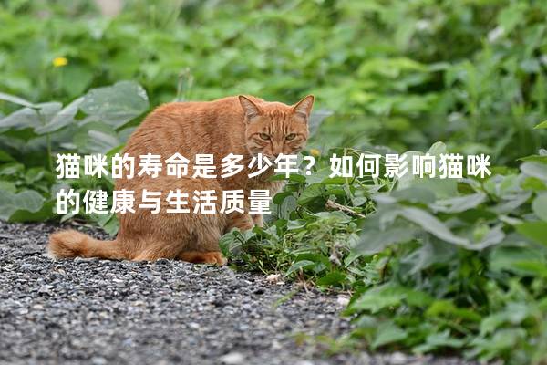 猫咪的寿命是多少年?如何影响猫咪的健康与生活质量 猫咪的寿命是多少年?如何影响猫咪的健康与生活质量