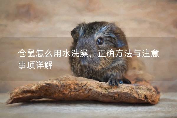 仓鼠怎么用水洗澡，正确方法与注意事项详解