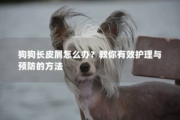 狗狗长皮屑怎么办？教你有效护理与预防的方法