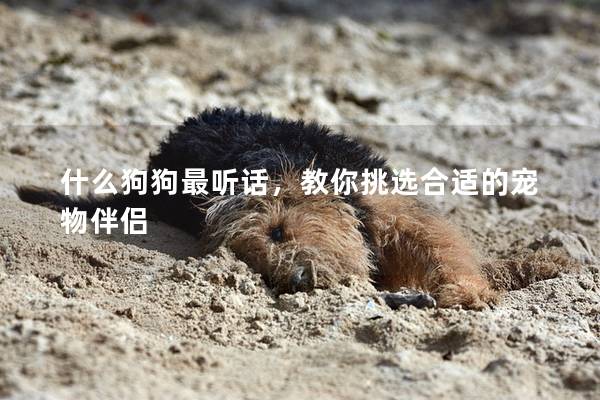 什么狗狗最听话,教你挑选合适的宠物伴侣 什么狗狗最听话,教你挑选合适的宠物伴侣