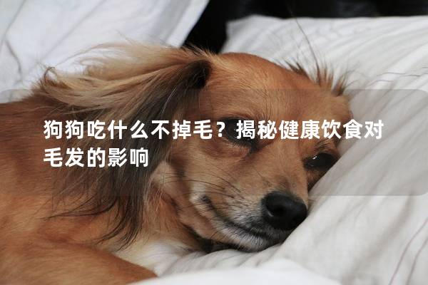 狗狗吃什么不掉毛?揭秘健康饮食对毛发的影响 狗狗吃什么不掉毛?揭秘健康饮食对毛发的影响