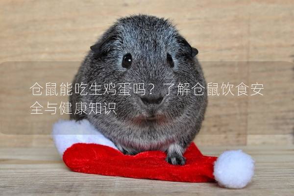 仓鼠能吃生鸡蛋吗？了解仓鼠饮食安全与健康知识