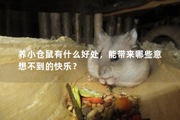 养小仓鼠有什么好处，能带来哪些意想不到的快乐？
