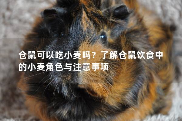 仓鼠可以吃小麦吗？了解仓鼠饮食中的小麦角色与注意事项