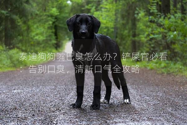 泰迪狗狗嘴巴臭怎么办？铲屎官必看：告别口臭，清新口气全攻略