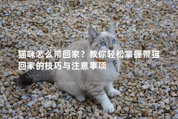 猫咪怎么带回家？教你轻松掌握带猫回家的技巧与注意事项