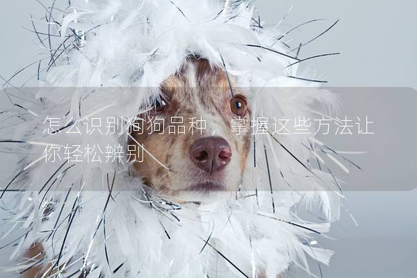 怎么识别狗狗品种,掌握这些方法让你轻松辨别 怎么识别狗狗品种,掌握这些方法让你轻松辨别